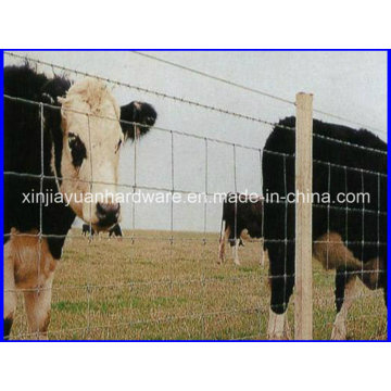 Clôture de bovins galvanisés / Clôture de mouton / Clôture agricole